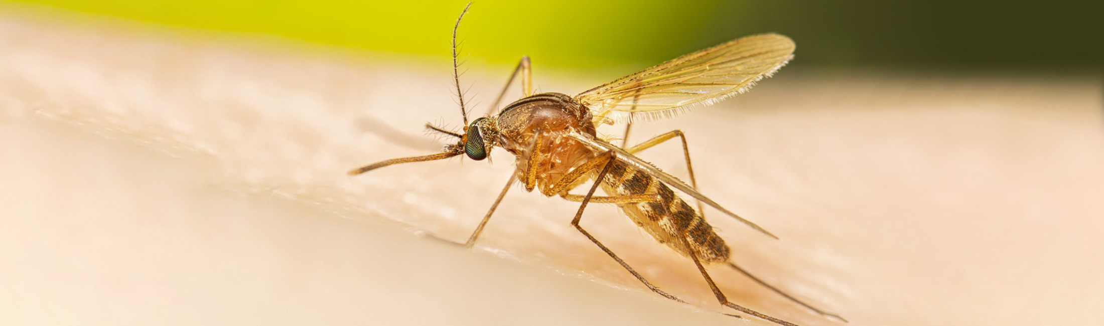 close up photo of a mosquito