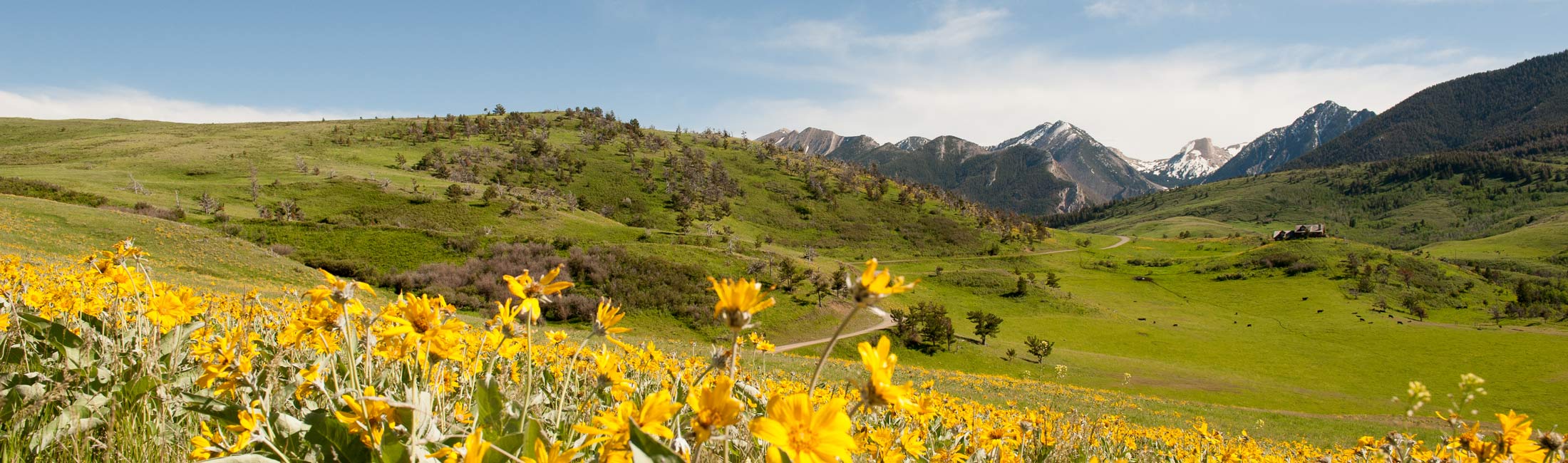 Flowers on hillside with valley and mountains in background