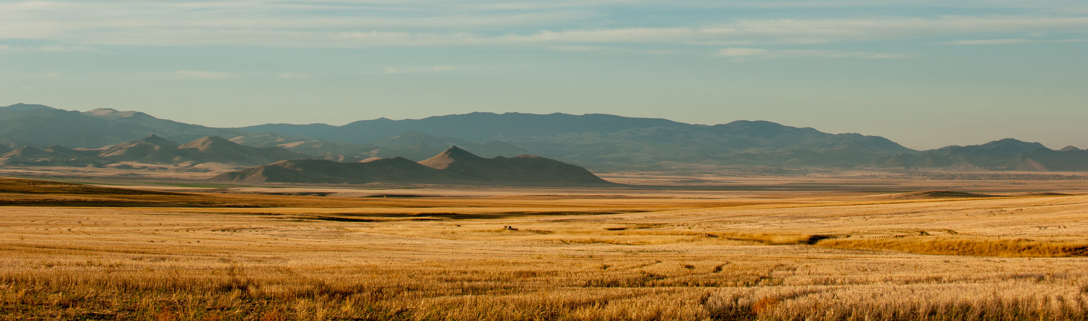 Mountains in background with wheat field in foreground 