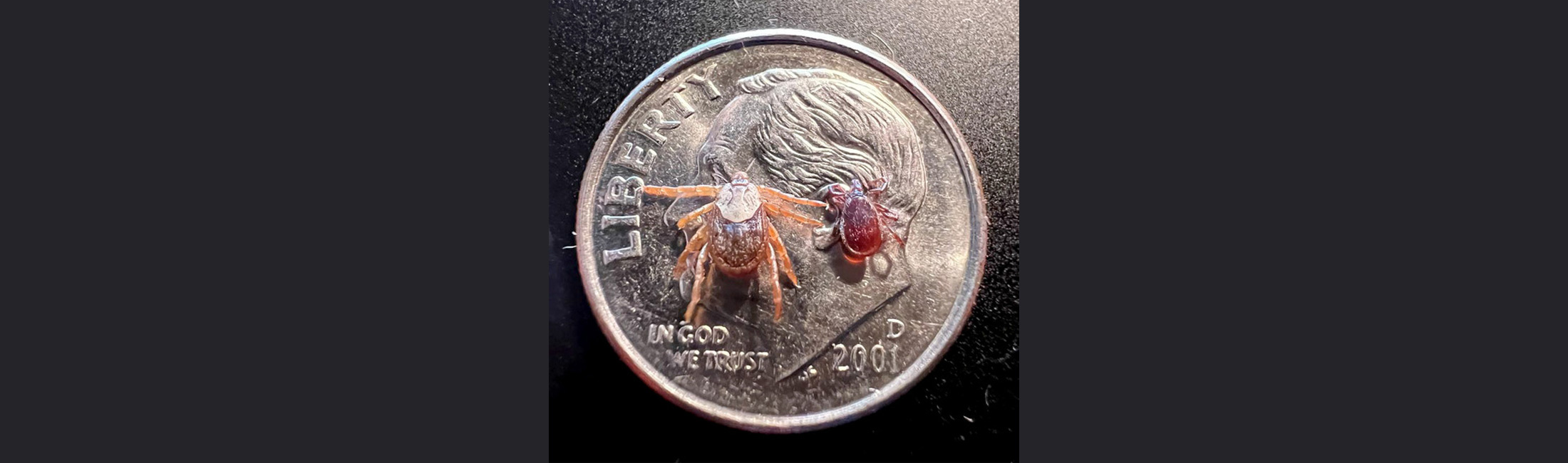 Rocky Mountain wood tick (left) next to a blacklegged tick (right) on top of a dime for scale. Photo credit: Rocky Mountain Laboratories. 