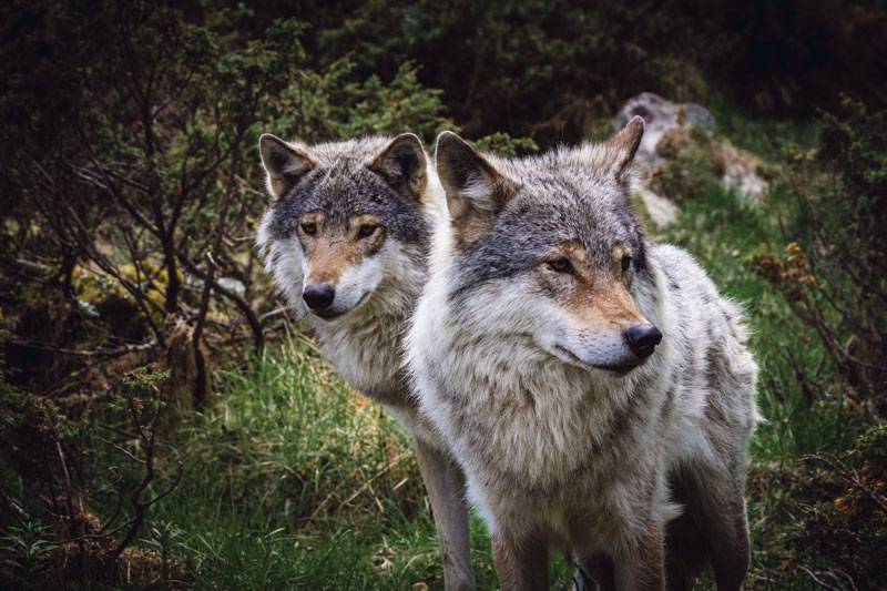 Grey Wolf portrait in the wilderness