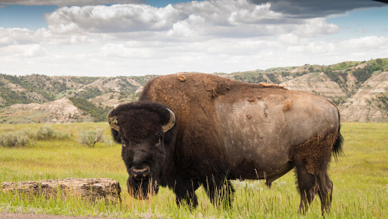 Huge Buffalo Portrait