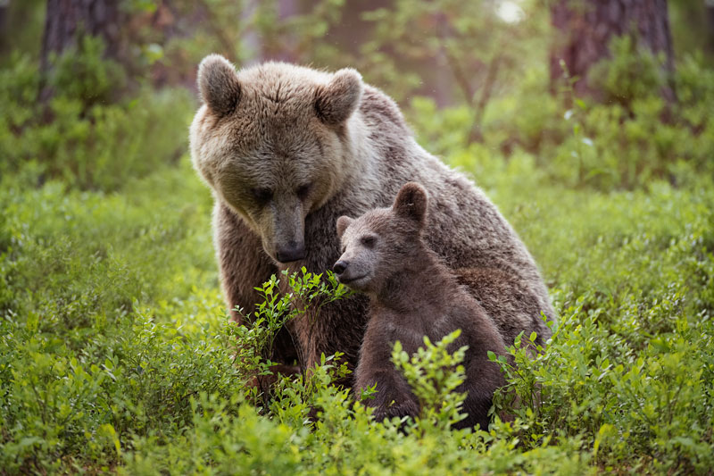 Bear cub leaning on its mother