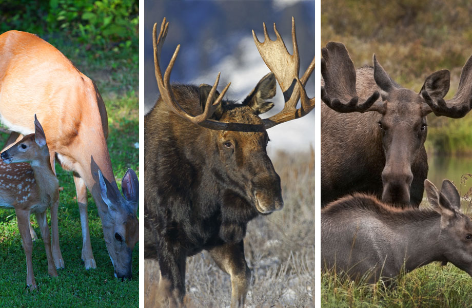 CWD animals