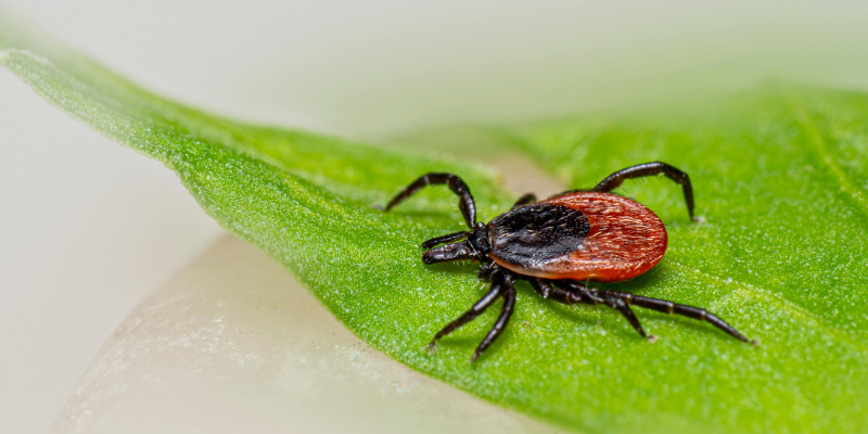 Tickborne Illnesses