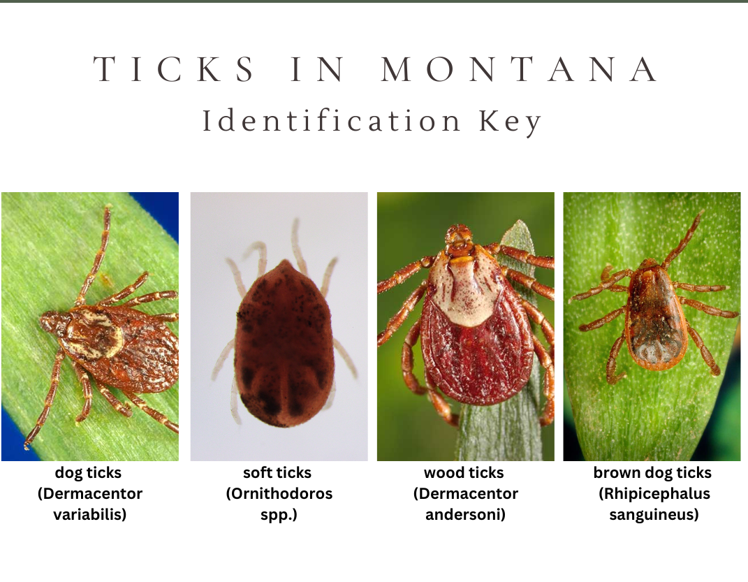 Tick Identification key